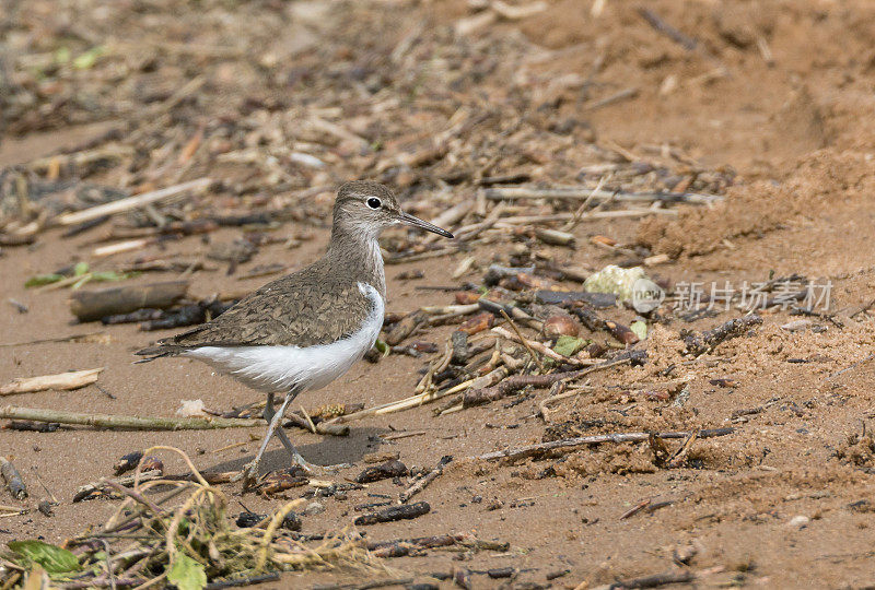 普通鹬(Actitis hypoleucos)